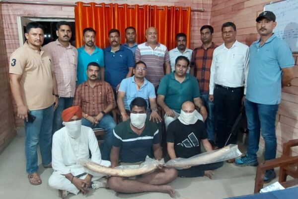उत्तराखंड STF को बड़ी सफलता, दो हाथी दांत के साथ तीन वन्यजीव तस्कर गिरफ्तार