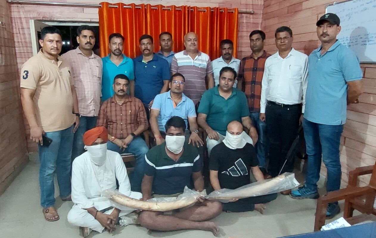 उत्तराखंड STF को बड़ी सफलता, दो हाथी दांत के साथ तीन वन्यजीव तस्कर गिरफ्तार