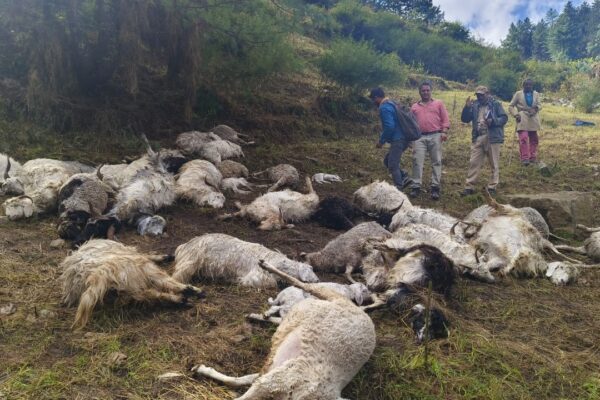 मोरी में वज्रपात से 43 भेड़-बकरियों की मौत