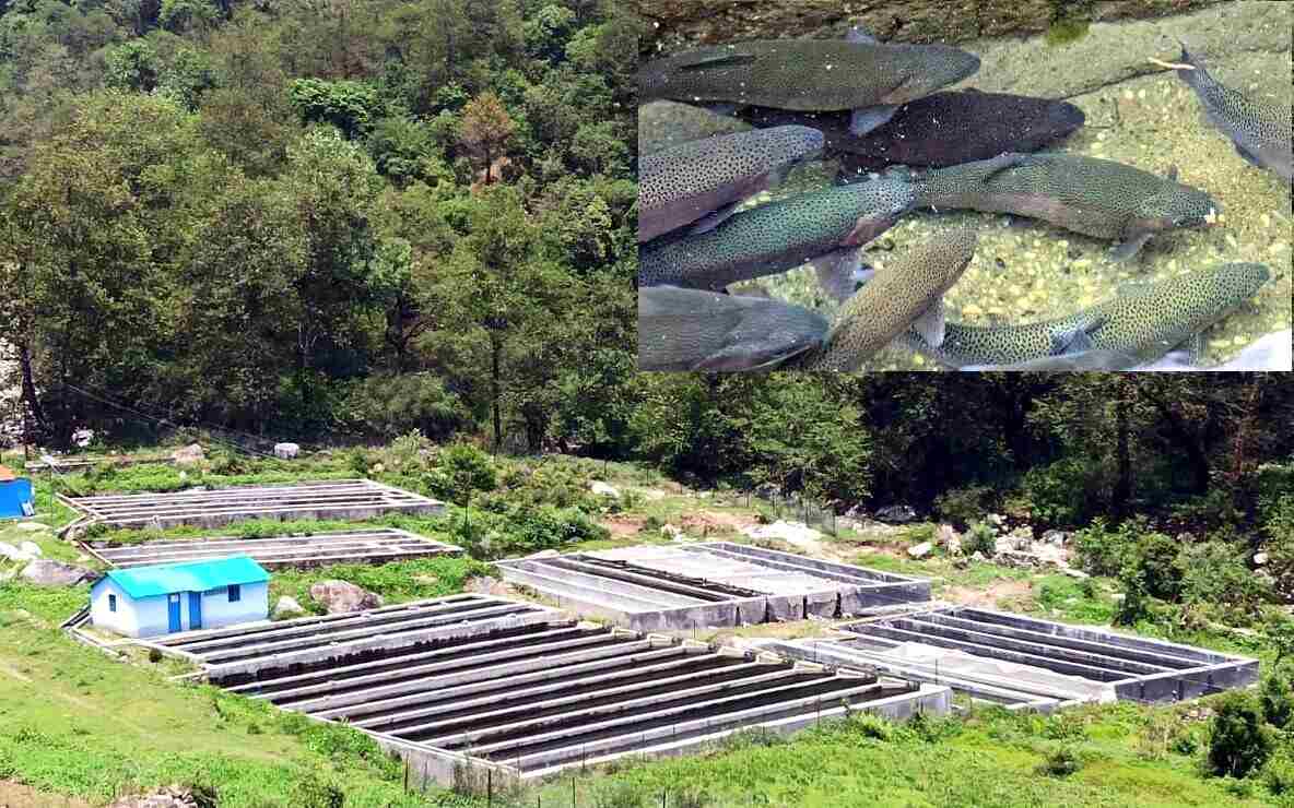 चमोली में 600 काश्तकार मत्स्य पालन कर मजबूत कर रहे आजीविका