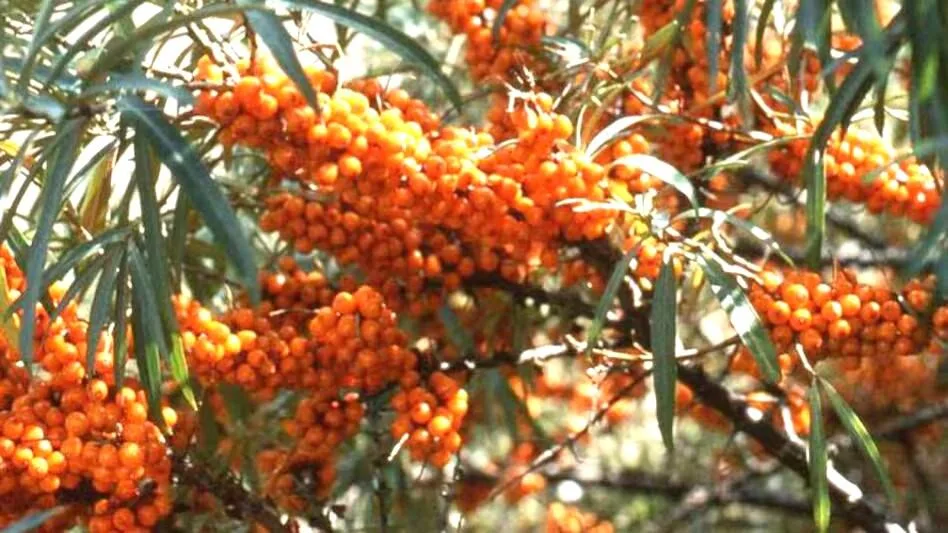 आजीविका का अच्छा साधन बन सकता है यह हिमालयी फल