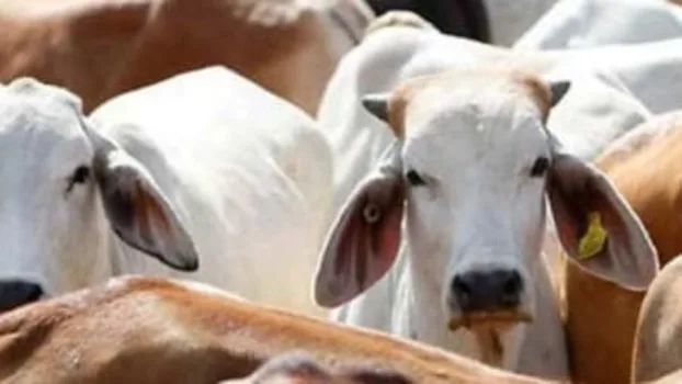 उत्तराखंड में गौवंश की जानकारी के लिए डैशबोर्ड और एप्प जल्द