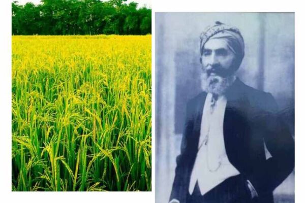 देहरादूनी बासमती: एक सुगंधित विरासत का उदय और अवसान देहरादूनी बासमती: एक सुगंधित विरासत का उदय और अवसान