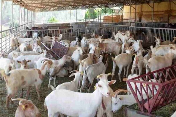 ग्रामोत्थान परियोजना से उत्तराखंड के 10 हजार से अधिक परिवारों की आजीविका को मिला सहारा