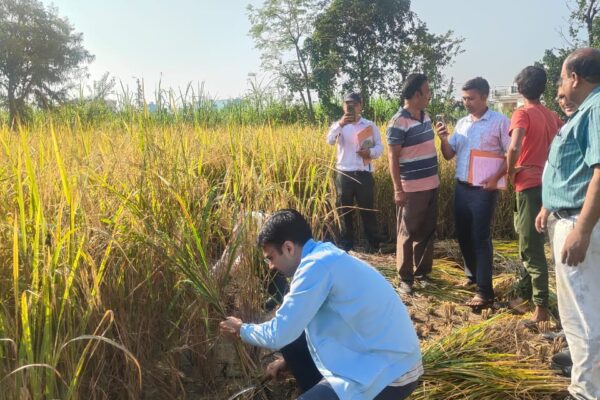 डीएम सविन दरांति उठाकर सुबह-सुबह खेत में पहुंचे, धान की फसल काटी