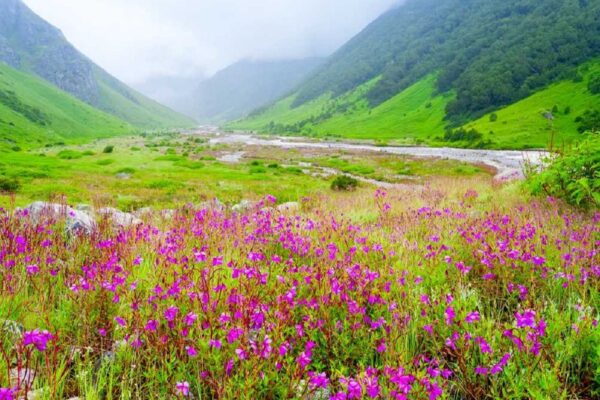 विश्व धरोहर फूलों की घाटी पर्यटकों के लिए बंद