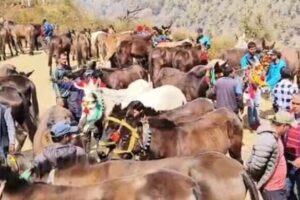 केदारनाथ में 5000 और यमुनोत्री पैदल यात्रा मार्ग पर प्रतिदिन 595 घोड़ा-खच्चर संचालन की ही अनुमति