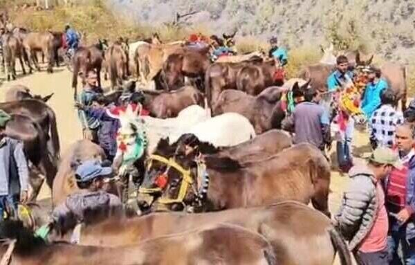 केदारनाथ में 5000 और यमुनोत्री पैदल यात्रा मार्ग पर प्रतिदिन 595 घोड़ा-खच्चर संचालन की ही अनुमति