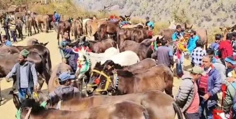 केदारनाथ में 5000 और यमुनोत्री पैदल यात्रा मार्ग पर प्रतिदिन 595 घोड़ा-खच्चर संचालन की ही अनुमति