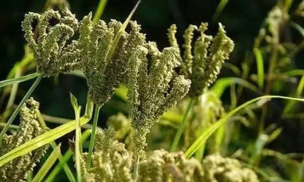 जनपद पौड़ी में आज से शुरू हुआ मिलेट्स खरीद अभियान, 17 क्रय केंद्रों के माध्यम से किसानों से सीधे खरीदा जाएगा मंडुवा सहित अन्य पहाड़ी उत्पाद