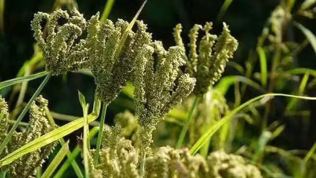 जनपद पौड़ी में आज से शुरू हुआ मिलेट्स खरीद अभियान, 17 क्रय केंद्रों के माध्यम से किसानों से सीधे खरीदा जाएगा मंडुवा सहित अन्य पहाड़ी उत्पाद